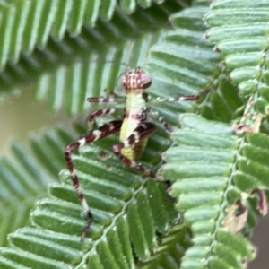 Caedicia simplex at Ainslie, ACT - 3 Nov 2023