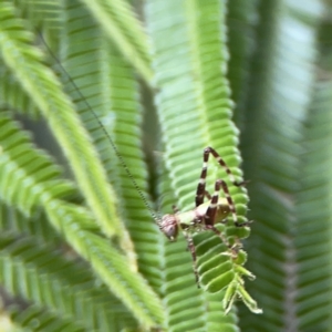 Caedicia simplex at Ainslie, ACT - 3 Nov 2023