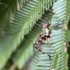 Caedicia simplex at Ainslie, ACT - 3 Nov 2023