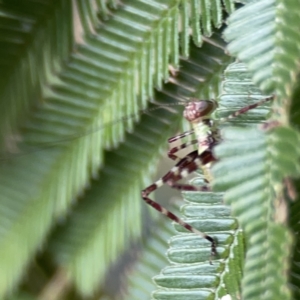 Caedicia simplex at Ainslie, ACT - 3 Nov 2023