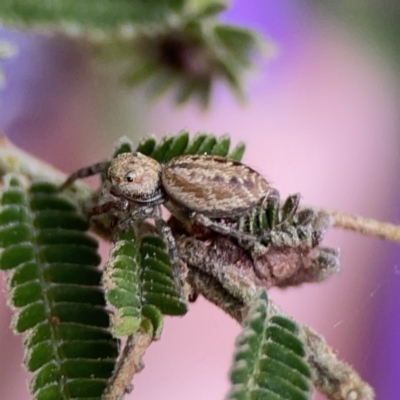 Opisthoncus sp. (genus) (Unidentified Opisthoncus jumping spider) at Ainslie, ACT - 3 Nov 2023 by Hejor1