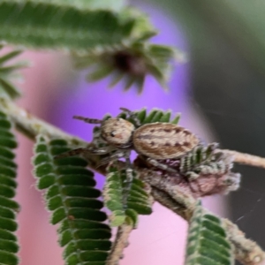 Opisthoncus sp. (genus) at Ainslie, ACT - 3 Nov 2023