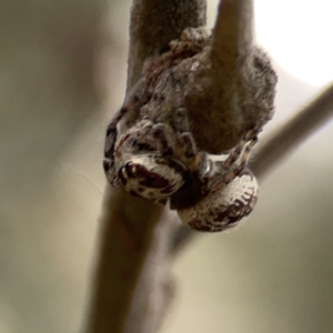 Opisthoncus serratofasciatus at Ainslie, ACT - 3 Nov 2023