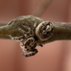 Opisthoncus serratofasciatus at Ainslie, ACT - 3 Nov 2023 05:05 PM