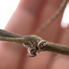 Opisthoncus serratofasciatus at Ainslie, ACT - 3 Nov 2023