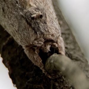 Destolmia lineata at Ainslie, ACT - 3 Nov 2023