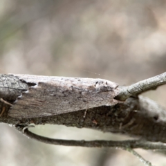 Destolmia lineata at Ainslie, ACT - 3 Nov 2023