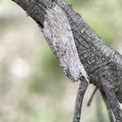 Destolmia lineata at Ainslie, ACT - 3 Nov 2023