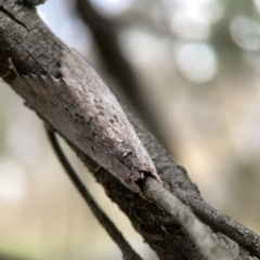 Destolmia lineata at Ainslie, ACT - 3 Nov 2023