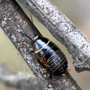 Ellipsidion australe at Ainslie, ACT - 3 Nov 2023