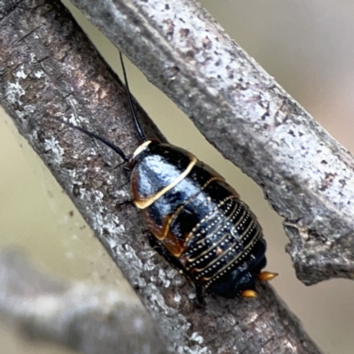Ellipsidion australe (Austral Ellipsidion cockroach) at Mount Ainslie - 3 Nov 2023 by Hejor1