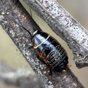 Ellipsidion australe at Ainslie, ACT - 3 Nov 2023 05:14 PM