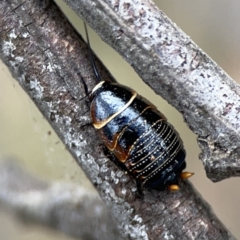 Ellipsidion australe at Ainslie, ACT - 3 Nov 2023