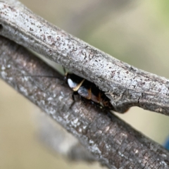 Ellipsidion australe at Ainslie, ACT - 3 Nov 2023