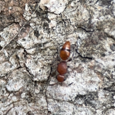 Mutillidae (family) (Unidentified Mutillid wasp or velvet ant) at Ainslie, ACT - 3 Nov 2023 by Hejor1