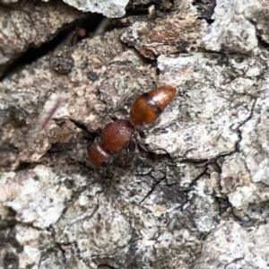 Mutillidae (family) at Mount Ainslie - 3 Nov 2023 05:17 PM