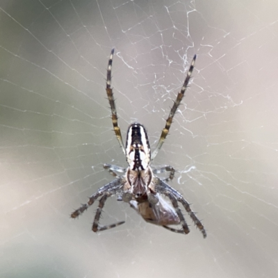 Plebs bradleyi (Enamelled spider) at Mount Ainslie - 3 Nov 2023 by Hejor1