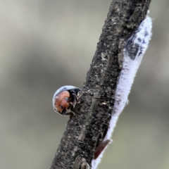 Cryptolaemus montrouzieri (Mealybug ladybird) at Ainslie, ACT - 3 Nov 2023 by Hejor1