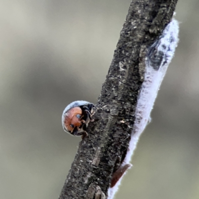 Cryptolaemus montrouzieri (Mealybug ladybird) at Ainslie, ACT - 3 Nov 2023 by Hejor1