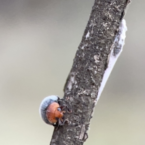 Cryptolaemus montrouzieri at Ainslie, ACT - 3 Nov 2023