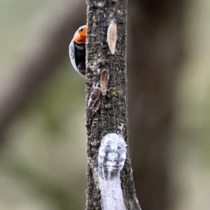 Cryptolaemus montrouzieri at Ainslie, ACT - 3 Nov 2023