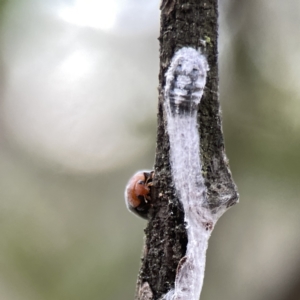 Cryptolaemus montrouzieri at Ainslie, ACT - 3 Nov 2023 05:20 PM