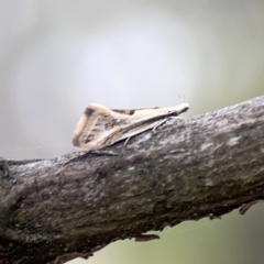 Thema macroscia (A concealer moth) at Mount Ainslie - 3 Nov 2023 by Hejor1