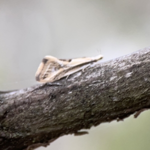 Thema macroscia at Ainslie, ACT - 3 Nov 2023 05:22 PM