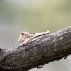 Thema macroscia at Ainslie, ACT - 3 Nov 2023 05:22 PM