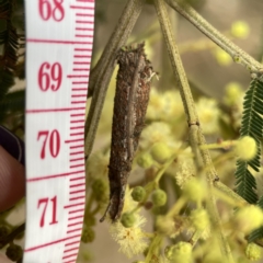 Trigonocyttara clandestina (Less-stick Case Moth) at Ainslie, ACT - 3 Nov 2023 by Hejor1