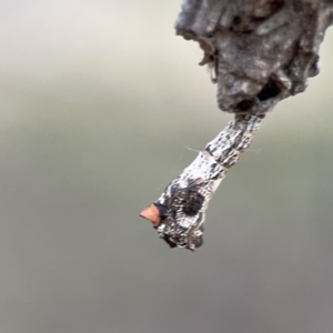 Hypertrophidae sp. (family) at Ainslie, ACT - 3 Nov 2023