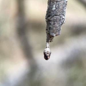 Hypertrophidae sp. (family) at Ainslie, ACT - 3 Nov 2023