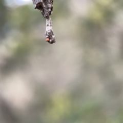 Hypertrophidae sp. (family) at Ainslie, ACT - 3 Nov 2023