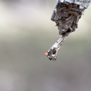 Hypertrophidae sp. (family) at Ainslie, ACT - 3 Nov 2023