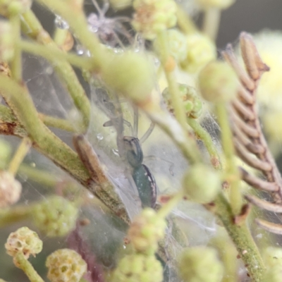 Araneus talipedatus (Slender green orb-weaver) at Ainslie, ACT - 3 Nov 2023 by Hejor1