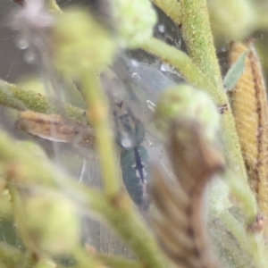 Araneus talipedatus at Ainslie, ACT - 3 Nov 2023 05:27 PM