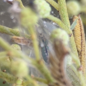 Araneus talipedatus at Ainslie, ACT - 3 Nov 2023 05:27 PM