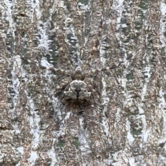 Tamopsis sp. (genus) (Two-tailed spider) at Mount Ainslie - 3 Nov 2023 by Hejor1
