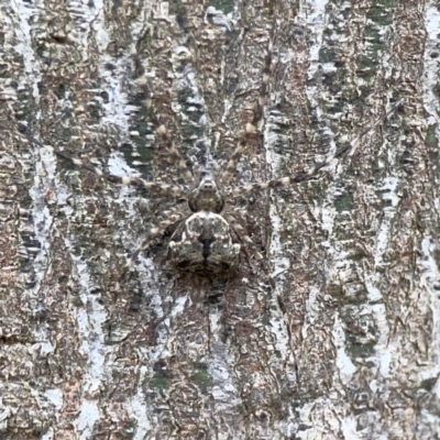 Tamopsis sp. (genus) (Two-tailed spider) at Mount Ainslie - 3 Nov 2023 by Hejor1