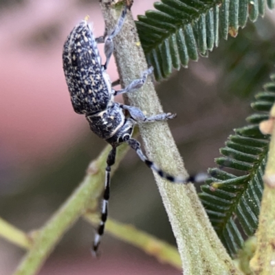 Ancita sp. (genus) (Longicorn or longhorn beetle) at Ainslie, ACT - 3 Nov 2023 by Hejor1