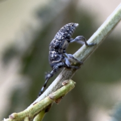 Ancita sp. (genus) at Ainslie, ACT - 3 Nov 2023 05:29 PM