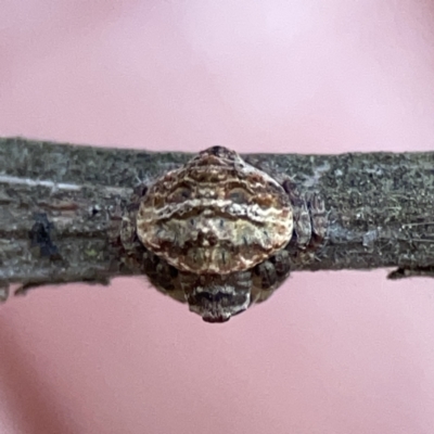 Dolophones conifera (Wrap-around spider) at Mount Ainslie - 3 Nov 2023 by Hejor1