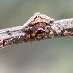 Dolophones conifera at Ainslie, ACT - 3 Nov 2023 05:39 PM