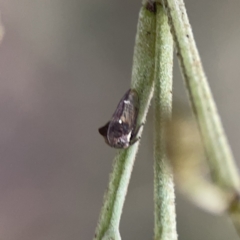 Acanthuchus trispinifer at Ainslie, ACT - 3 Nov 2023