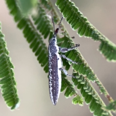 Rhinotia sp. in brunnea-group (A belid weevil) at Ainslie, ACT - 3 Nov 2023 by Hejor1