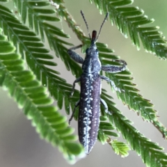 Rhinotia sp. in brunnea-group at Mount Ainslie - 3 Nov 2023 05:46 PM