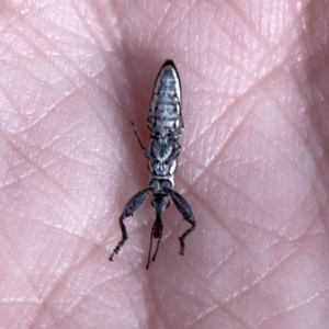 Rhinotia sp. in brunnea-group at Mount Ainslie - 3 Nov 2023