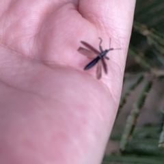 Rhinotia sp. in brunnea-group at Mount Ainslie - 3 Nov 2023 05:46 PM