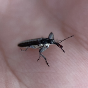 Rhinotia sp. in brunnea-group at Mount Ainslie - 3 Nov 2023 05:46 PM