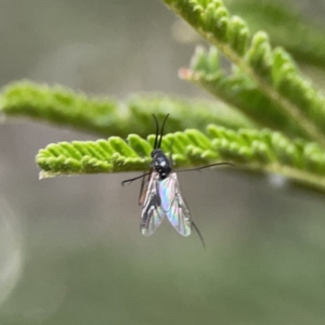 Cecidomyiidae (family) at Mount Ainslie - 3 Nov 2023